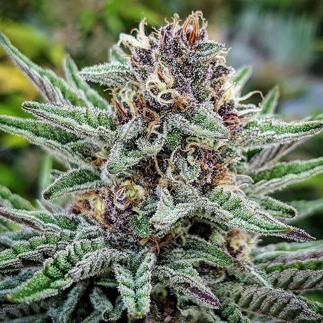 Muffins - 25% THCA Flower - Indica