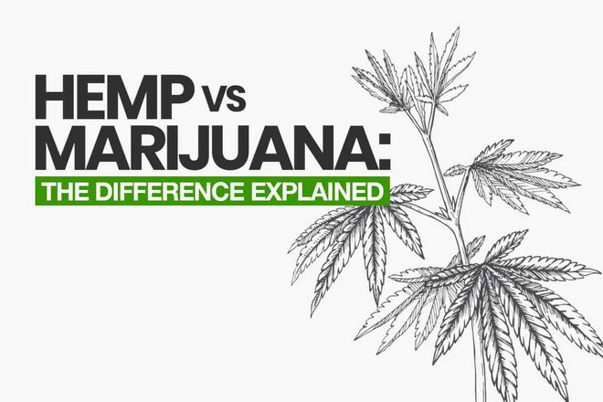 CBD and Marijuana: Understanding the Differences