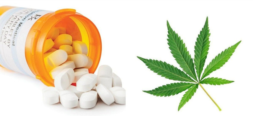 How long will the current trend of "CBD to replacing other drugs," last?