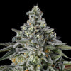 Blueberry Slushie - THCA Flower - Complete Bud