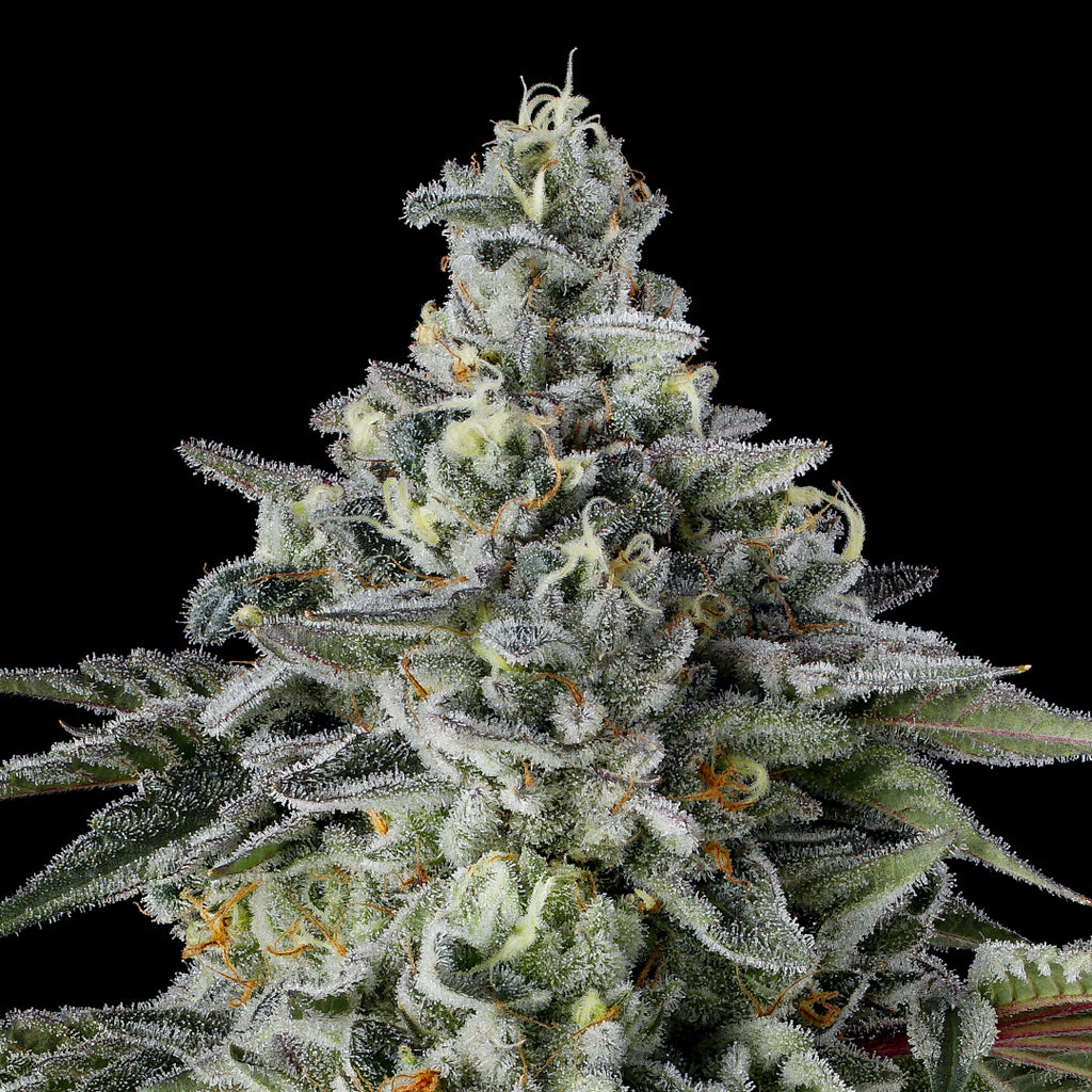 Blueberry Slushie - THCA Flower - Complete Bud