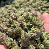 Mendocino Purp - CBD Hemp Flower - Complete Bud