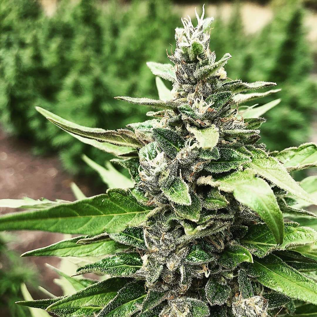 Sour Space Candy Hemp - Complete Bud